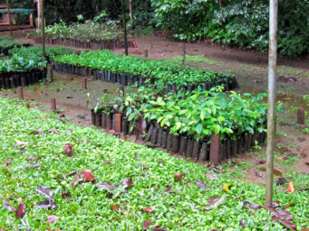 Baumschule der Station