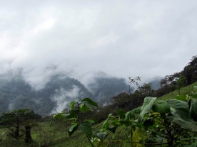 „Unendliches Grün!“