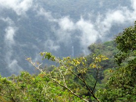 „Unendliches Grün!“