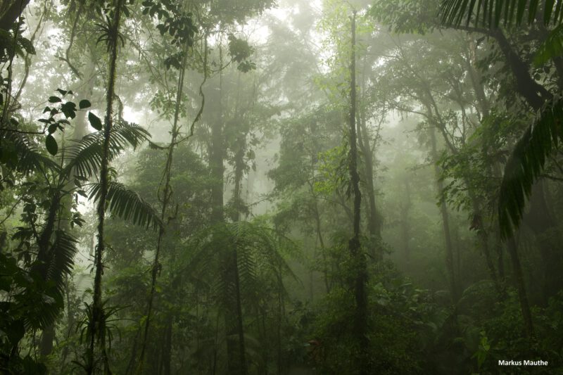 Tropischer Regenwald
