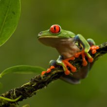 Rotaugenfrosch,Tropischer Regenwald